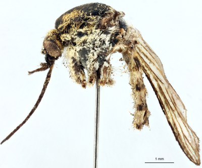 BE-RBINS-ENT Aedes (Ochlerotatus) rusticus M18M0363 L.jpg