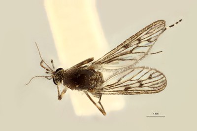 BE-RBINS ENT Culiseta (Culiseta) annulata M18M0465 D.jpg