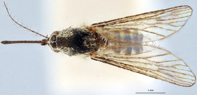 BE-RBINS-ENT Aedes (Ochlerotatus) sticticus M18M0639 D.jpg