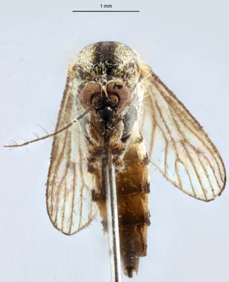 BE-RBINS-ENT Aedes (Ochlerotatus) sticticus M18M0639 F.jpg