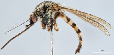 BE-RBINS-ENT Aedes (Ochlerotatus) sticticus M18M0639 L.jpg