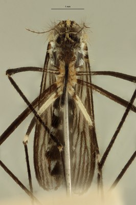 BE-RBINS-ENT Aedes japonicus M19L0402 F ZS PMax Scaled.jpeg