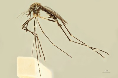 BE-RBINS-ENT Aedes japonicus M19L0402 L ZS PMax Scaled.jpeg