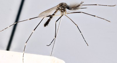 BE-RBINS-ENT Aedes (Finlaya) koreicus (male) L Breeding experimentgekweekt.jpg