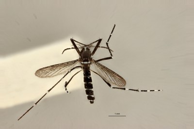 BE-RBINS-ENT Aedes (Stegomyia) albopictus D 2017.jpg