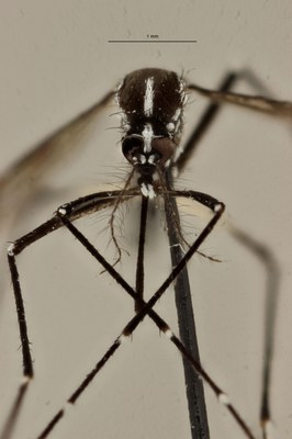 BE-RBINS-ENT Aedes (Stegomyia) albopictus F 2017.jpg
