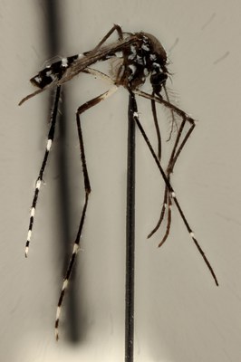 BE-RBINS-ENT Aedes (Stegomyia) albopictus L 2017 (2).jpg