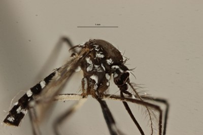 BE-RBINS-ENT Aedes (Stegomyia) albopictus L 2017.jpg
