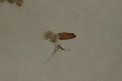BE-RBINS-ENT Aedes geniculatus S M17L0088.jpg
