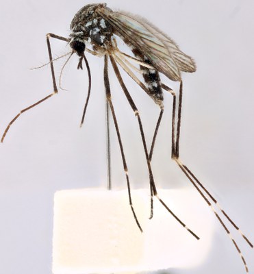 BE-RBINS-ENT Aedes (Finlaya) koreicus M18G0036 (7) L.jpg