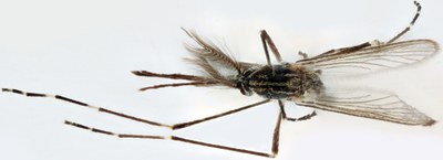 BE-RBINS-ENT Aedes (Finlaya) koreicus M18L0241 D.jpg