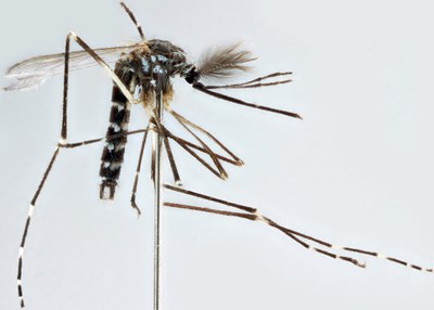 BE-RBINS-ENT Aedes (Finlaya) koreicus M18L0241 L.jpg