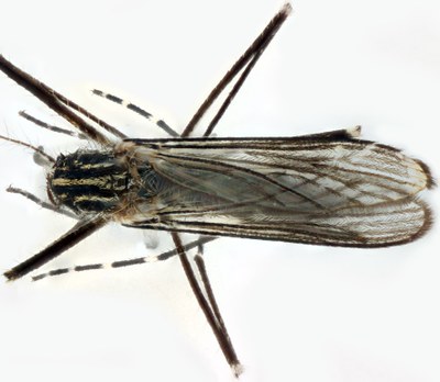 BE-RBINS-ENT Aedes (Finlaya) koreicus M18L0242 D.jpg