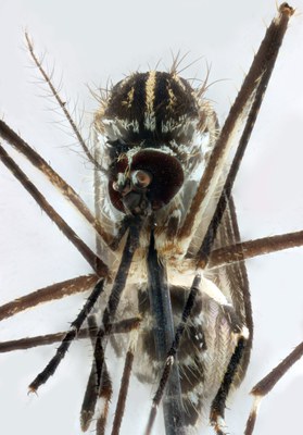 BE-RBINS-ENT Aedes (Finlaya) koreicus M18L0242 F.jpg