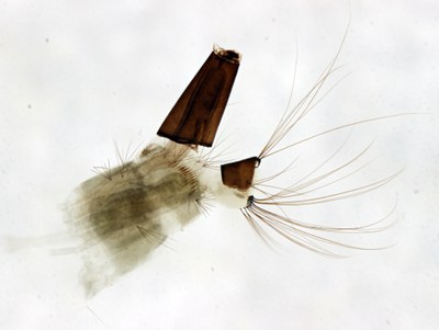 BE-RBINS-ENT Aedes geniculatus M18L0670 L ZS PMax.jpg