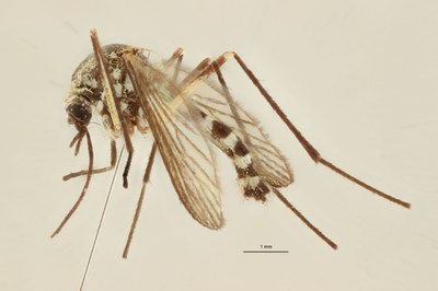 BE-RBINS-ENT Aedes geniculatus M18M0140 (2) L.jpg