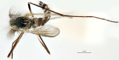 BE-RBINS-ENT Aedes geniculatus M18M0183 D.jpg