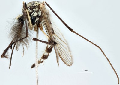 BE-RBINS-ENT Aedes geniculatus M18M0183 L.jpg