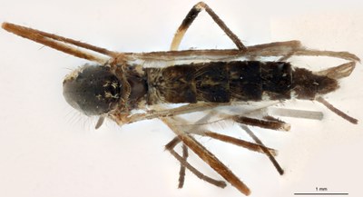 BE-RBINS-ENT Aedes geniculatus M18M0660 D.jpg