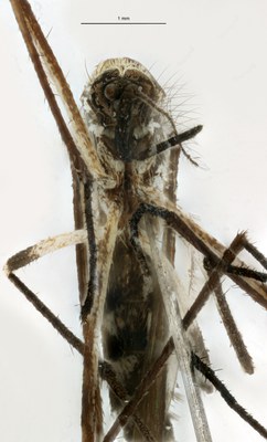 BE-RBINS-ENT Aedes geniculatus M18M0660 F.jpg