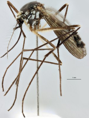 BE-RBINS-ENT Aedes geniculatus M18M0660 L.jpg