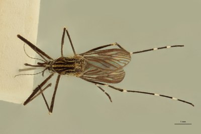 BE-RBINS-ENT Aedes japonicus M19L0402 D ZS PMax Scaled.jpeg BE-RBINS-ENT Aedes japonicus M19L0402 D ZS PMax Scaled.jpeg