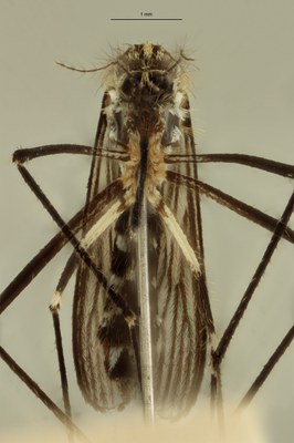 BE-RBINS-ENT Aedes japonicus M19L0402 F ZS PMax Scaled.jpeg BE-RBINS-ENT Aedes japonicus M19L0402 F ZS PMax Scaled.jpeg