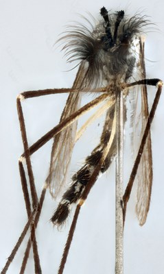 BE-RBINS-ENT Aedes geniculatus M19M0540 F ZS PMax.jpg
