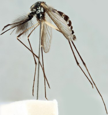 BE-RBINS-ENT Aedes geniculatus M19M0540 L ZS PMax.jpg
