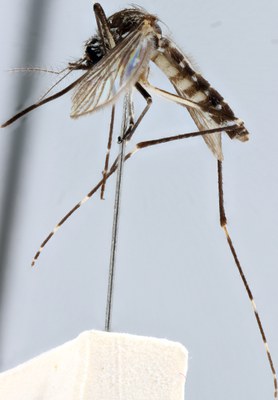 BE-RBINS-ENT Aedes (Finlaya) koreicus (female) L Breeding experiment gekweekt.jpg