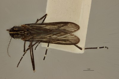 BE-RBINS-ENT Aedes (Finlaya) koreicus female D 2017.jpg