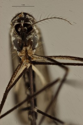 BE-RBINS-ENT Aedes (Finlaya) koreicus female F 2017.jpg