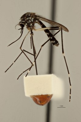 BE-RBINS-ENT Aedes (Finlaya) koreicus  female L 2017.jpg