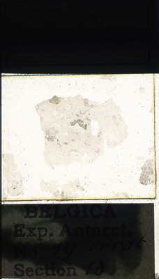 belgica antarctica expeditie  19.13a.jpg
