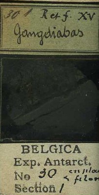 belgica antarctica expeditie  30.1b.jpg