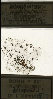 RR7826.TS Trachyt.jpg