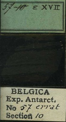 belgica antarctica expeditie 57.10b.jpg