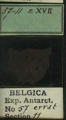 belgica antarctica expeditie 57.11b.jpg