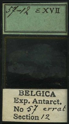 belgica antarctica expeditie 57.12b.jpg