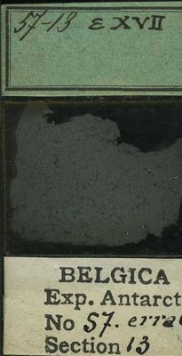 belgica antarctica expeditie 57.13b.jpg