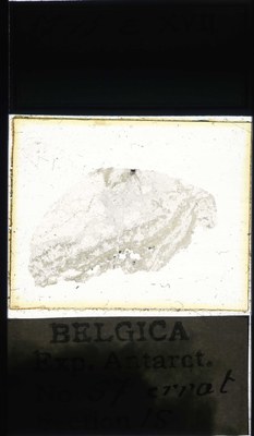 belgica antarctica expeditie 57.15a.jpg