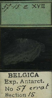 belgica antarctica expeditie 57.15b.jpg