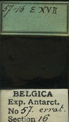 belgica antarctica expeditie 57.16b.jpg