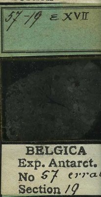 belgica antarctica expeditie 57.19b.jpg