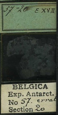 belgica antarctica expeditie 57.20b.jpg