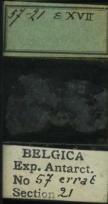 belgica antarctica expeditie 57.21b.jpg