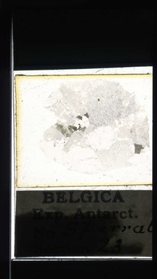 belgica antarctica expeditie 57.22a.jpg