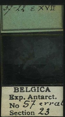 belgica antarctica expeditie 57.22b.jpg