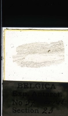 belgica antarctica expeditie 57.23a.jpg