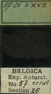 belgica antarctica expeditie 57.26b.jpg